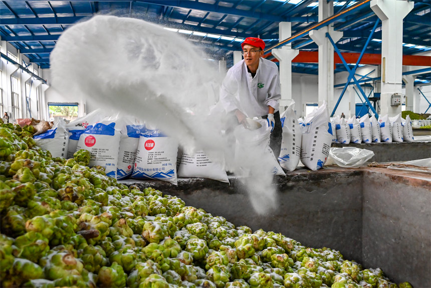 青菜頭稱重后倒入榨菜廠窖池，村民麻利地將鹽撒入池中。付作僑攝