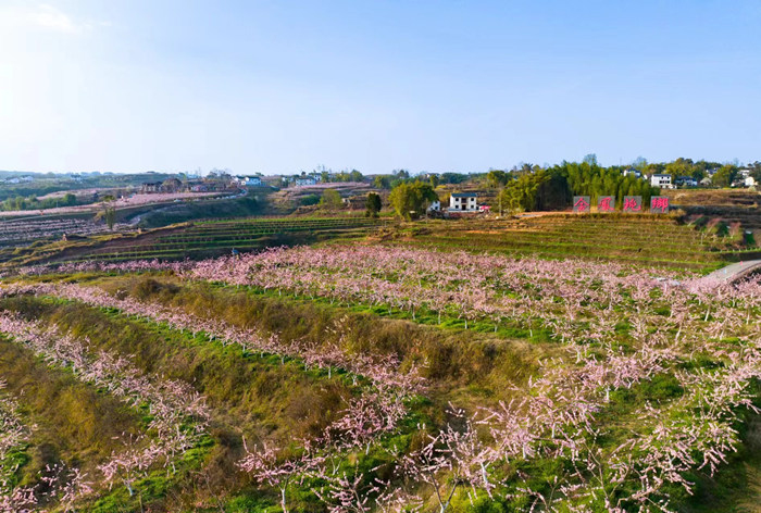 金鳳桃花。（資料圖）大灣鎮(zhèn)供圖