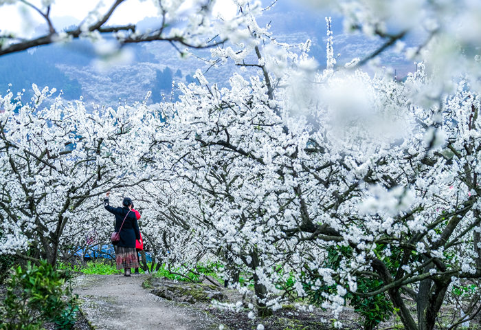 印盒李花。（資料圖）統(tǒng)景鎮(zhèn)供圖