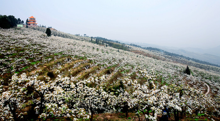 放牛坪梨花。（資料圖）茨竹鎮(zhèn)供圖