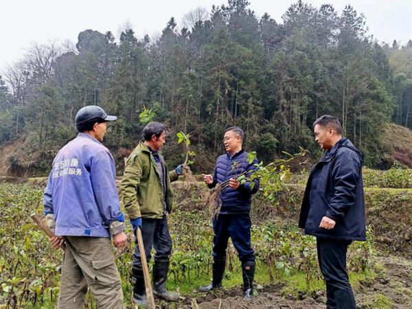 近日，秀山縣稅務(wù)局派駐云隘村第一書(shū)記陳夕才（左三）與村民分享山銀花扦插育苗技術(shù)。陳禹江攝