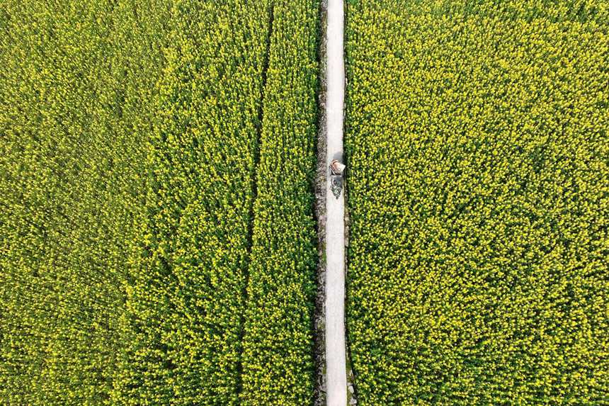 黔江區(qū)鵝池鎮(zhèn)南溪村油菜花田。楊敏攝