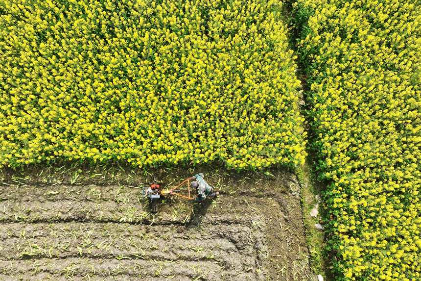 村民在油菜花地里勞作。楊敏攝