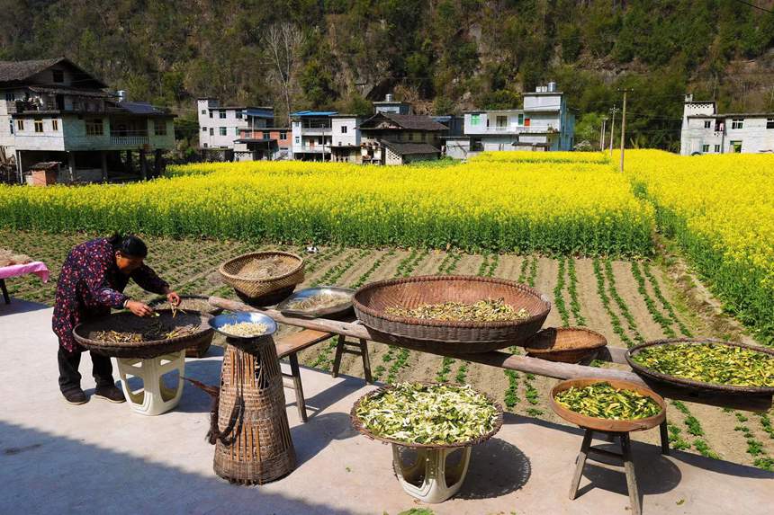 村民在院壩晾曬自制的腌菜。楊敏攝