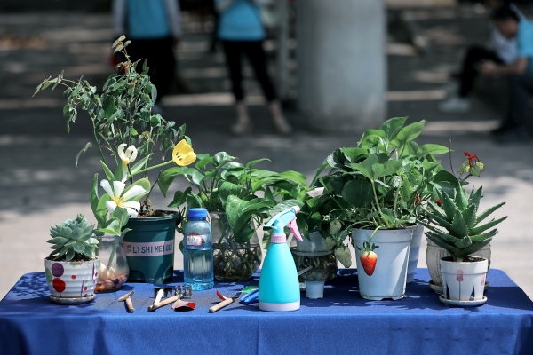 綠植展示。渝北區(qū)空港新城小學(xué)校供圖