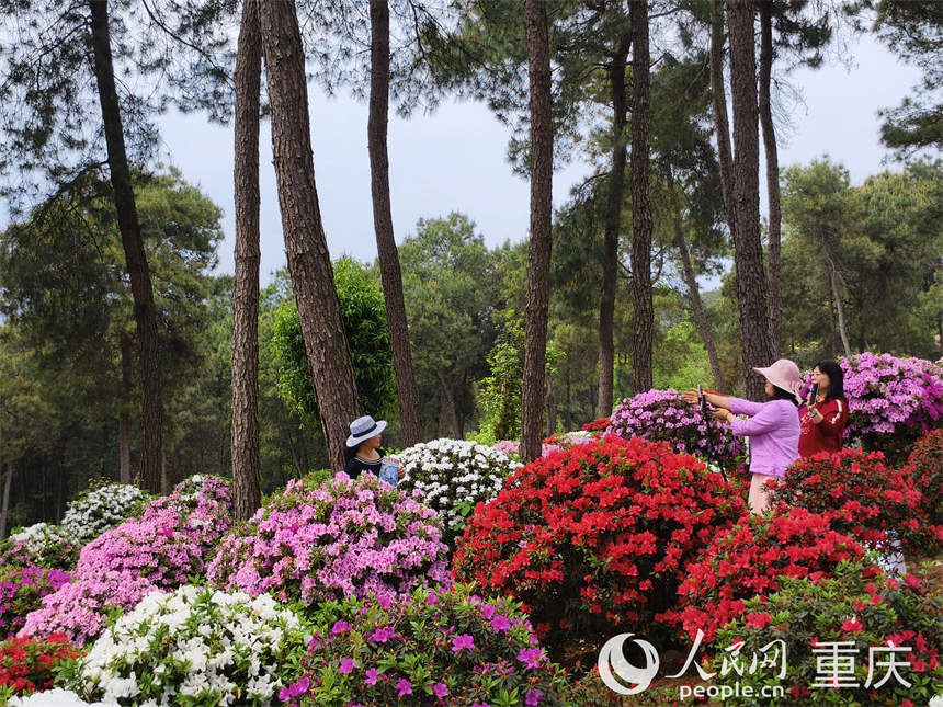 游客在放牛村杜鵑花海打卡拍照。人民網(wǎng) 陳琦攝