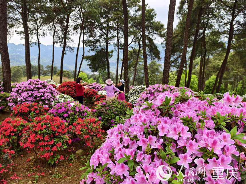 游客在放牛村杜鵑花海中賞花游玩。人民網(wǎng) 陳琦攝