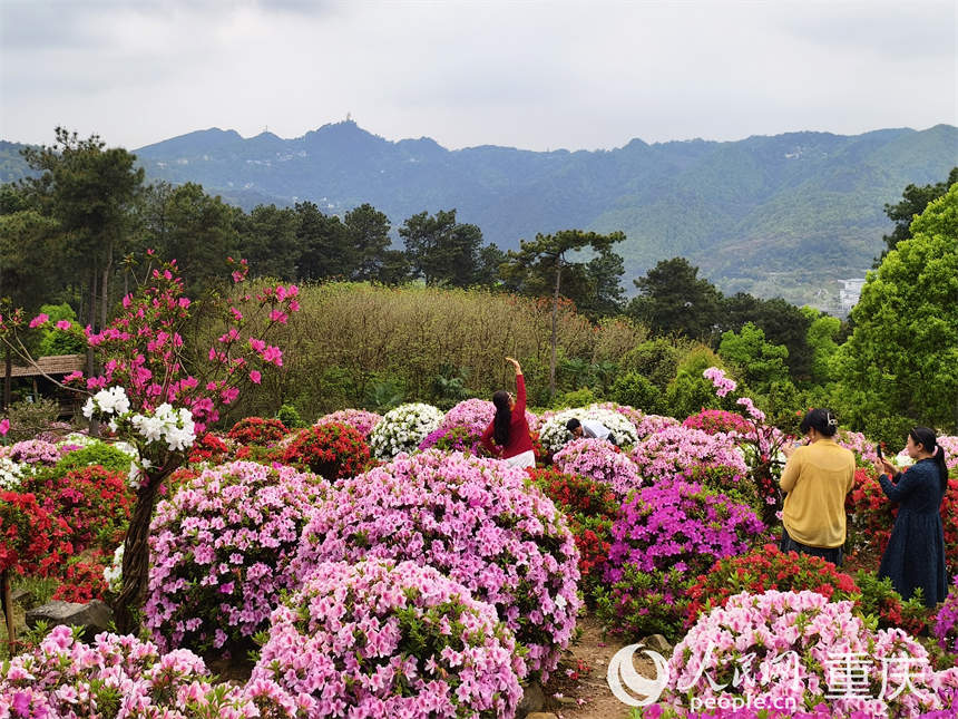 游客在放牛村杜鵑花海打卡拍照。人民網(wǎng) 陳琦攝