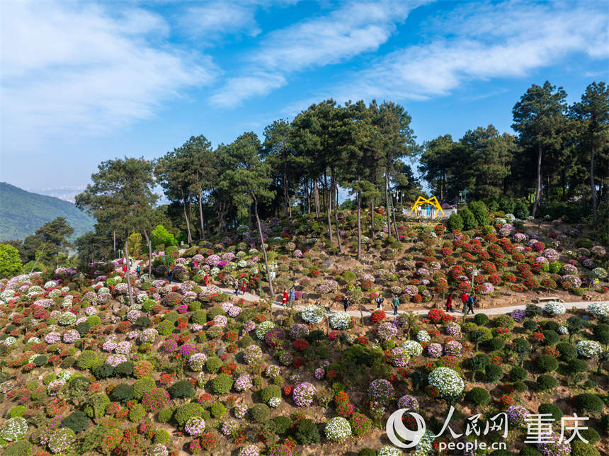 5000余株杜鵑花在放牛村的山坡上層層疊疊開放。郭旭攝