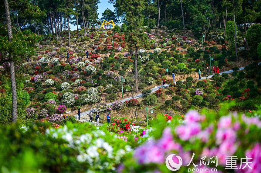 放牛村滿山杜鵑花吸引市民前來賞花踏春。郭旭攝