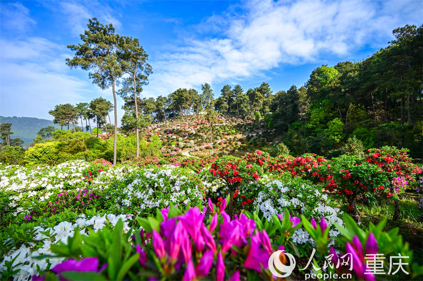 重慶南山放牛村，杜鵑花團團簇簇，美不勝收。郭旭攝