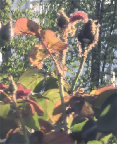 北濱路部分月季花受到蚜蟲侵害。網友供圖