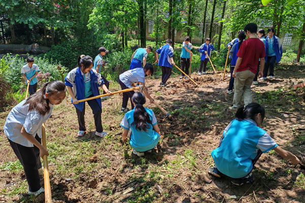 師生種中藥。田家炳中學(xué)供圖