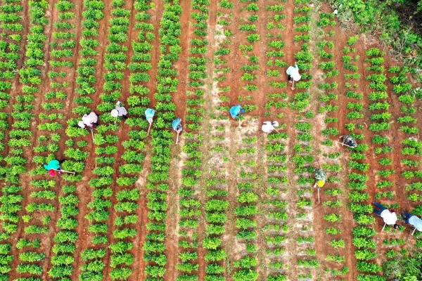 酉陽：發(fā)展中藥材產(chǎn)業(yè) 助力鄉(xiāng)村振興