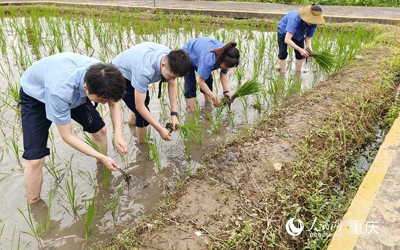 企業(yè)員工工作之余，可以下田插秧，體驗(yàn)農(nóng)趣。 人民網(wǎng)記者 馮文彥攝