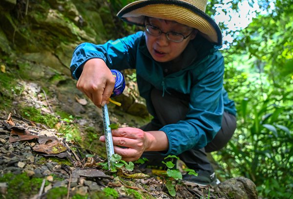 科研人員查看生長情況。付作僑攝