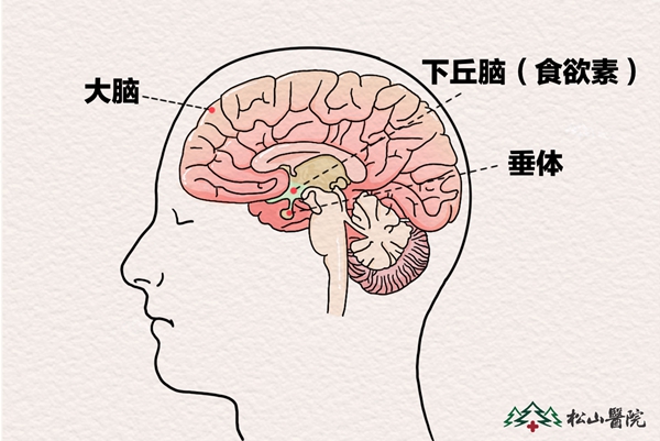 腦部結構圖。重慶松山醫(yī)院供圖