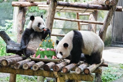 “星星”“辰辰”現(xiàn)場過生日。重慶銅雀臺(tái)整形外科醫(yī)院供圖