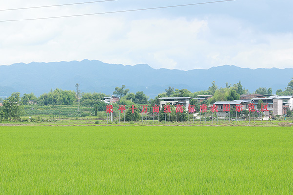 位于梁平區(qū)星橋鎮(zhèn)兩路村的高標(biāo)準(zhǔn)農(nóng)田示范基地。向詩(shī)佳攝