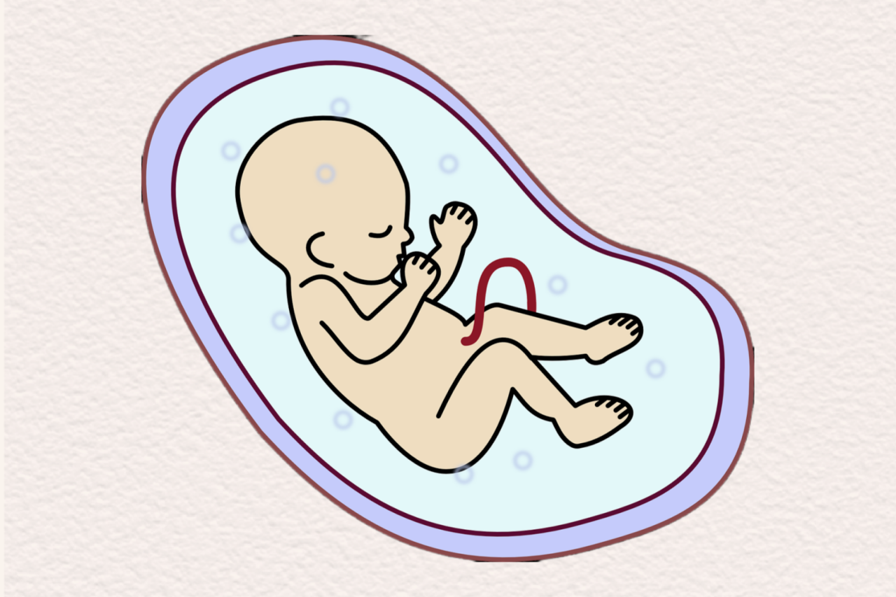 胎兒。重慶松山醫(yī)院供圖