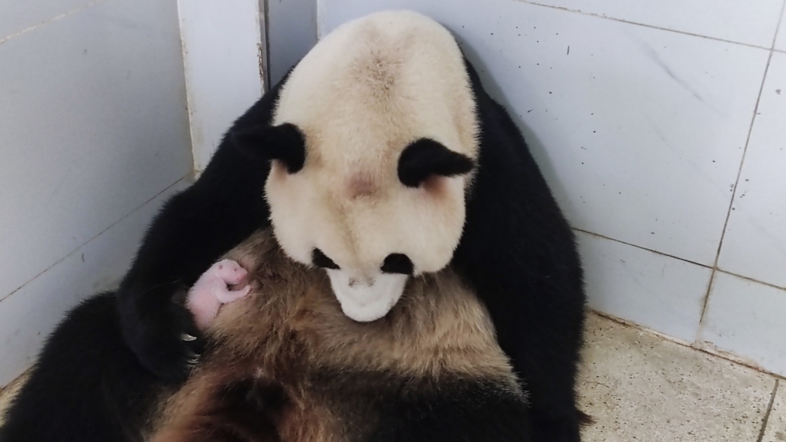 大熊貓“好奇”和它的幼崽。重慶動(dòng)物園供圖