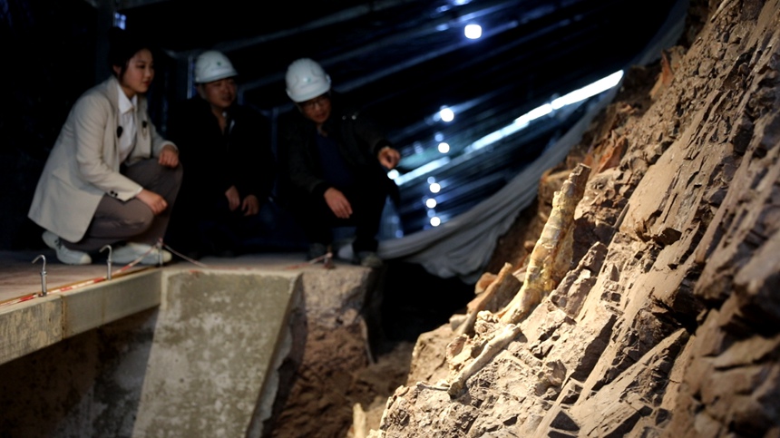 科研人員在普安恐龍化石墻進行科考發(fā)掘。云陽縣委宣傳部供圖