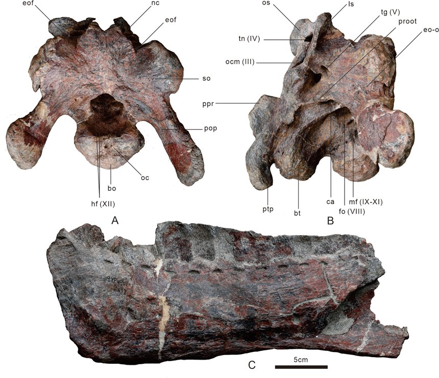 朐忍渝州龍化石。云陽縣委宣傳部供圖