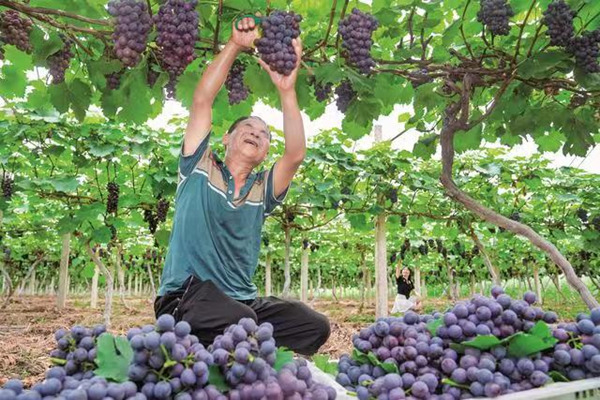岳池縣石埡鎮(zhèn)張口樓村的紫晶葡萄采摘園，工人正忙著采摘。岳池縣委宣傳部供圖
