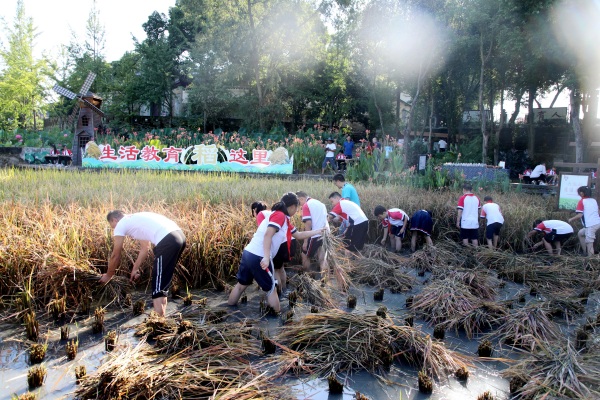 生活教育“稻”這里。合川育才學校供圖
