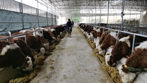 智慧畜牧場(chǎng)景應(yīng)用。農(nóng)行重慶市分行供圖