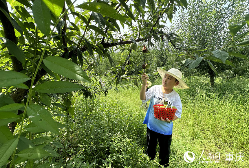 小朋友在基地采摘李子。人民網(wǎng)記者 劉政寧攝