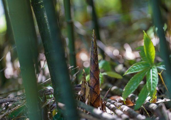 金佛山方竹筍上市。景區(qū)供圖