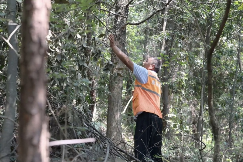 黃德成在巡林。羅丹攝