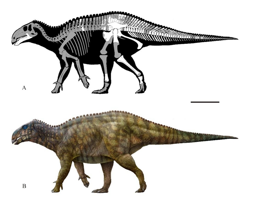 長生黔江龍復原圖。重慶市規(guī)劃和自然資源局供圖
