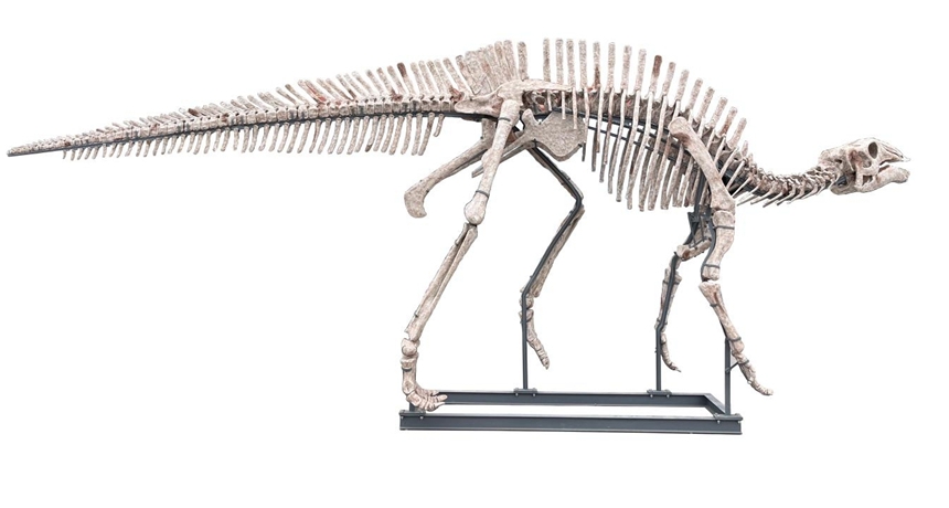 長生黔江龍復原骨架模型。重慶市規(guī)劃和自然資源局供圖