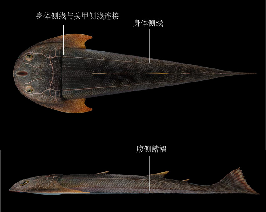 雙叉苗家魚身體側(cè)線與成對(duì)腹側(cè)鰭?cǎi)蓿〝M石科技制圖）。重慶市規(guī)劃和自然資源局供圖