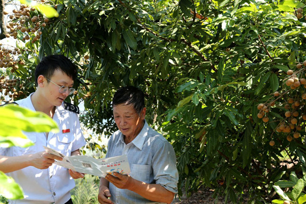 在云陽(yáng)縣盤(pán)龍街道四民村龍眼種植基地，稅務(wù)人員向基地負(fù)責(zé)人講解“農(nóng)品慧”平臺(tái)開(kāi)票流程。唐金榮攝