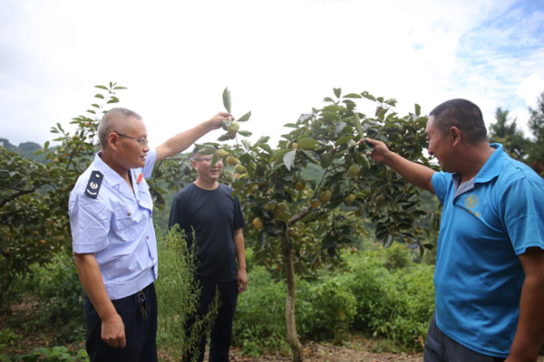 武隆區(qū)稅務(wù)局駐文復(fù)鄉(xiāng)楠木村工作隊(duì)隊(duì)員向當(dāng)?shù)靥鹗练N植大戶(hù)了解甜柿生長(zhǎng)情況。曾一鳴攝