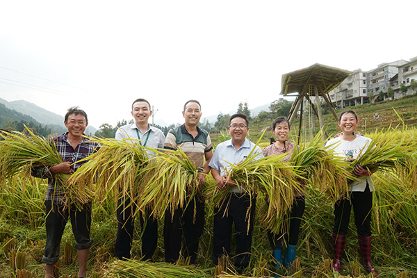 楊聰幫助農(nóng)戶收稻谷。郵儲(chǔ)銀行重慶分行供圖