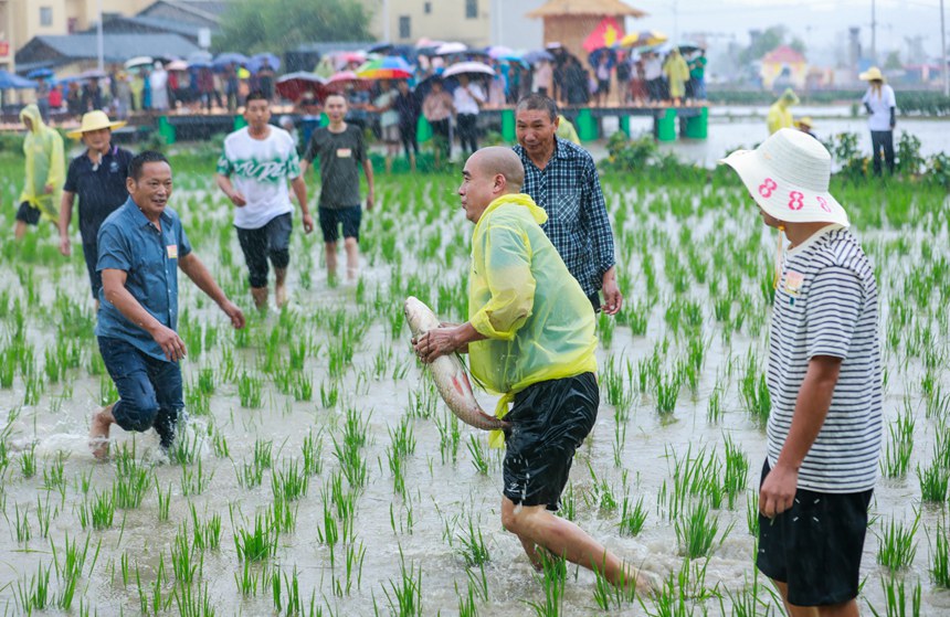 9月22日，2024年中國農(nóng)民豐收節(jié)長江三峽（梁平）慶?；顒蝇F(xiàn)場，群眾在參與摸魚比賽。熊偉攝
