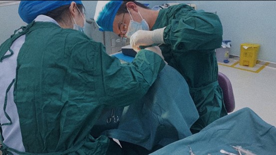 楊來渝進(jìn)行手術(shù)操作。泰康拜博口腔供圖