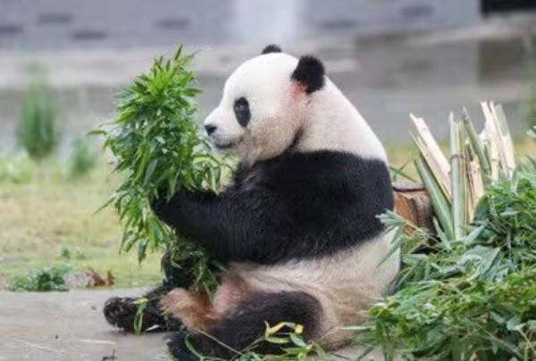 華鎣山大熊貓苑的“一家”正在進食。華鎣市委宣傳部供圖