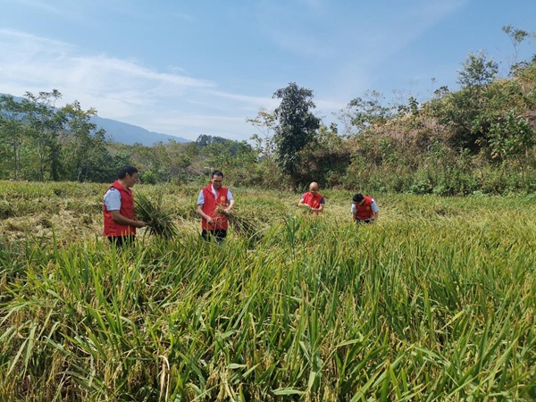 秋收時(shí)節(jié)，在石柱縣西沱鎮(zhèn)黃桷巖村，“畢茲卡”稅務(wù)服務(wù)隊(duì)聯(lián)合駐村工作隊(duì)幫助農(nóng)民收割水稻。張昕攝