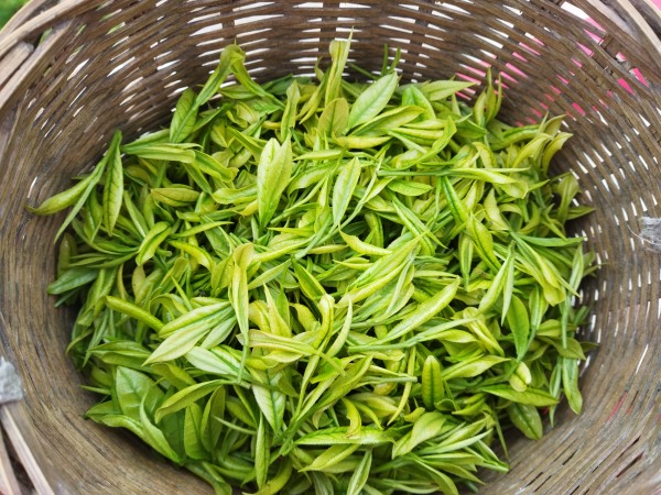 涪陵白茶。藺市街道供圖