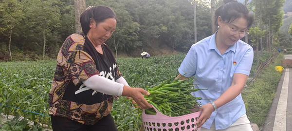 巫溪縣天元鄉(xiāng)新田村村民們迎來(lái)了辣椒豐收。中國(guó)人壽壽險(xiǎn)重慶市分公司供圖