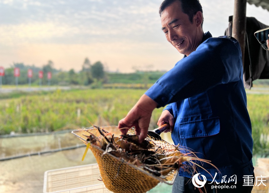 瀘縣海牧稻蝦專業(yè)合作社的員工在挑揀剛捕撈的蝦。人民網(wǎng)記者 胡虹攝