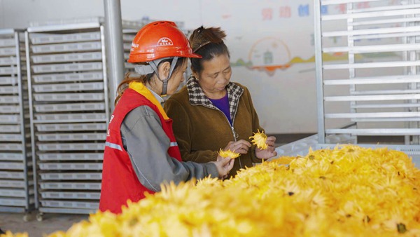 電力工人協(xié)助村民打包金絲皇菊。國網(wǎng)重慶永川供電公司供圖