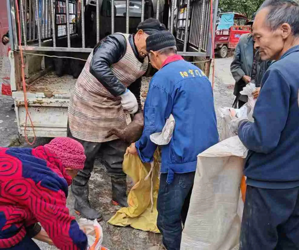 村民領(lǐng)取黑豬仔。中信銀行重慶分行供圖