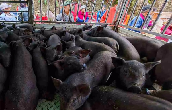 促進生豬產(chǎn)業(yè)發(fā)展，為村民購買的仔豬。中信銀行重慶分行供圖