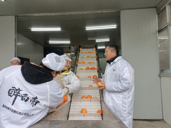 重慶夔鳳酒業(yè)有限公司“臍橙釀”生產(chǎn)車間。受訪者供圖